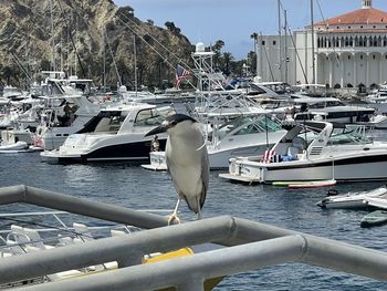 View of seagull moored at harbor