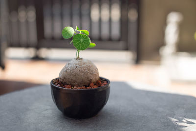 Close-up of potted plant on table