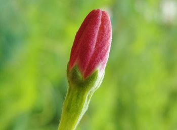 Close-up of pink flower