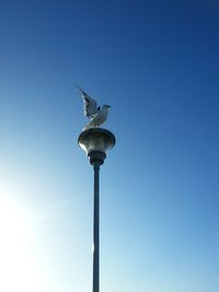 Low angle view of seagull perching on wooden post