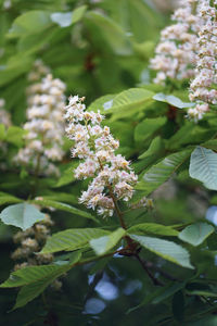 Close-up of pink flowering plant