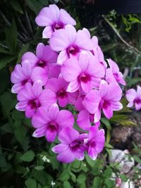 Close-up of flowers blooming outdoors