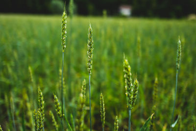 Close-up of wheat growing on field