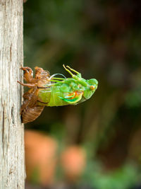 Close-up of insect on tree trunk