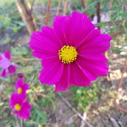 flowering plant