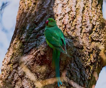 Close-up of parrot perching on tree trunk