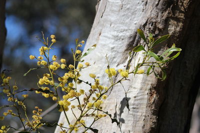 Close-up of flowering plant against tree trunk