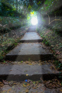 Footpath amidst trees in forest