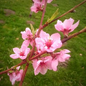 Close-up of pink flowers