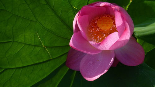 Close-up of pink lotus water lily