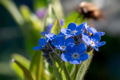 Close-up of purple flowering plant