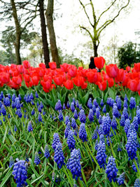 Close-up of red tulips in park