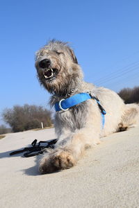 Dog sitting on sand against clear sky