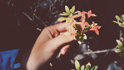 Cropped hand picking flowers from plant