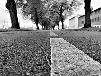 Surface level of road amidst trees in city