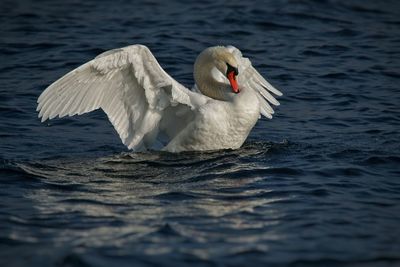 Swan swimming in lake