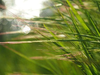 Close-up of spider web on grass