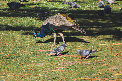 High angle view of two birds on land