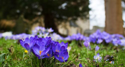 Purple crocus flowers blooming on field