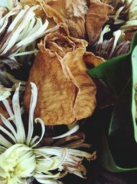 Close-up of dry leaves