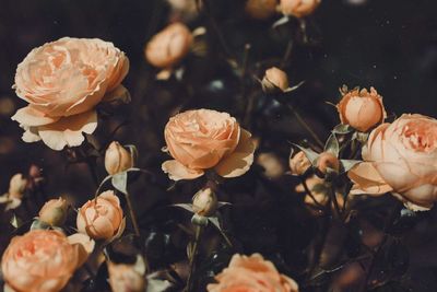 Close-up of roses blooming outdoors
