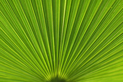 Close-up of green leaf