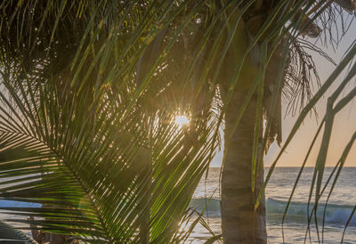 Palm trees against sky