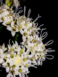 Close-up of white flowers against black background