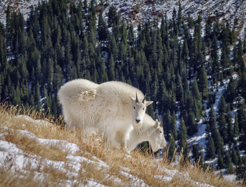 Goats on snow covered field