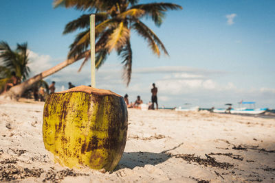 Close-up of palm tree on beach against clear sky