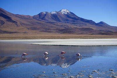 Flamingo in a lake