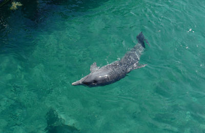 High angle view of turtle swimming in sea