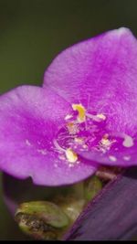 Close-up of insect on purple flower