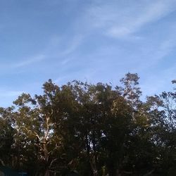 Low angle view of trees against blue sky