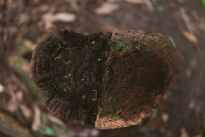 Close-up of tree stump in forest