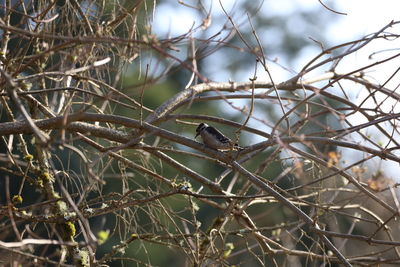 Low angle view of bird perching on bare tree