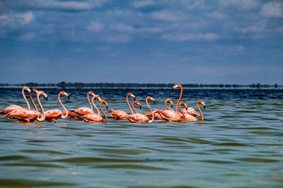 View of birds in sea