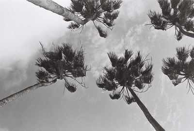 Low angle view of trees against sky