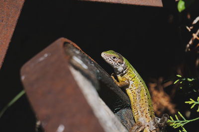 Close-up of european green lizard 