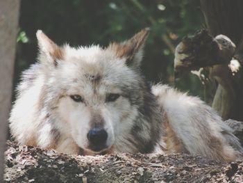Wolf lying on the ground