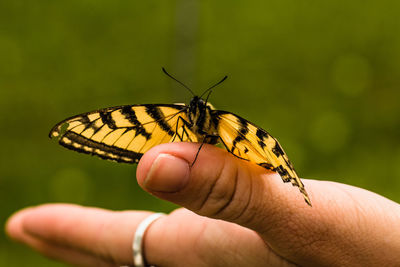 Close-up of butterfly on hand