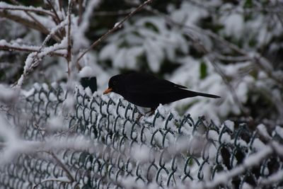 Blackbird perched on chainlink fence on a snowy day