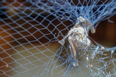 Close-up of spider web on metal