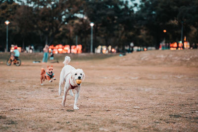 View of dog standing on road