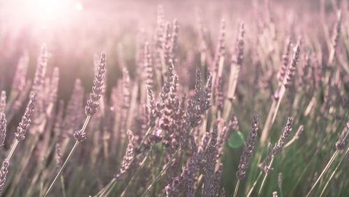 Close-up of lavender on field