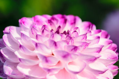 Close-up of pink dahlia