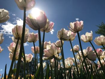 Low angle view of flowering plants against sky