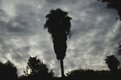 Low angle view of palm trees against cloudy sky