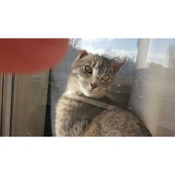 Close-up portrait of cat