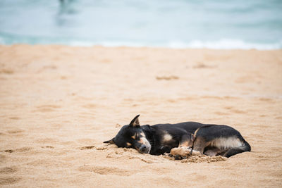 Black dog nap or sleep on sand at pilai beach, phang nga, thailand.